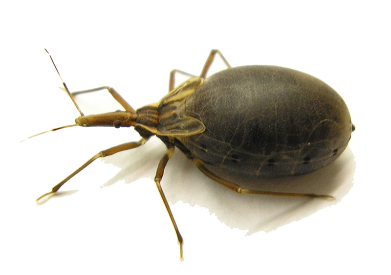 Maladie de chagas : Décryptage du génome de la punaise hématophage Rhodnius prolixus